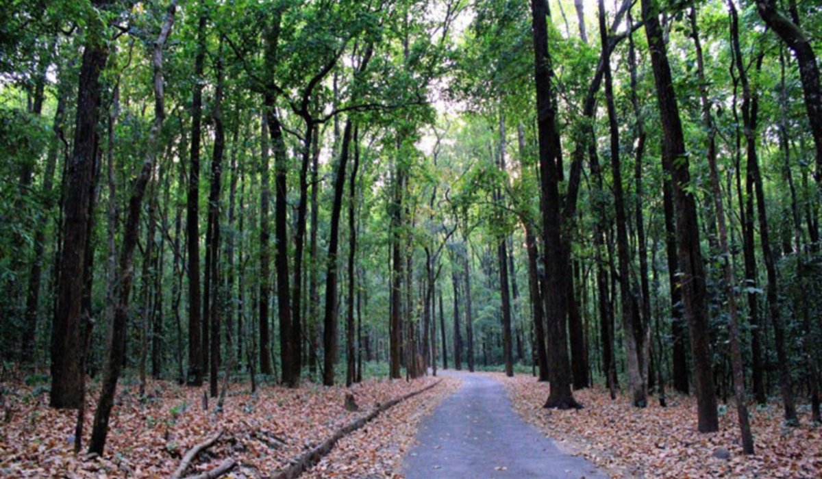 Jim Corbett National Park: Home to Majestic Tigers and More