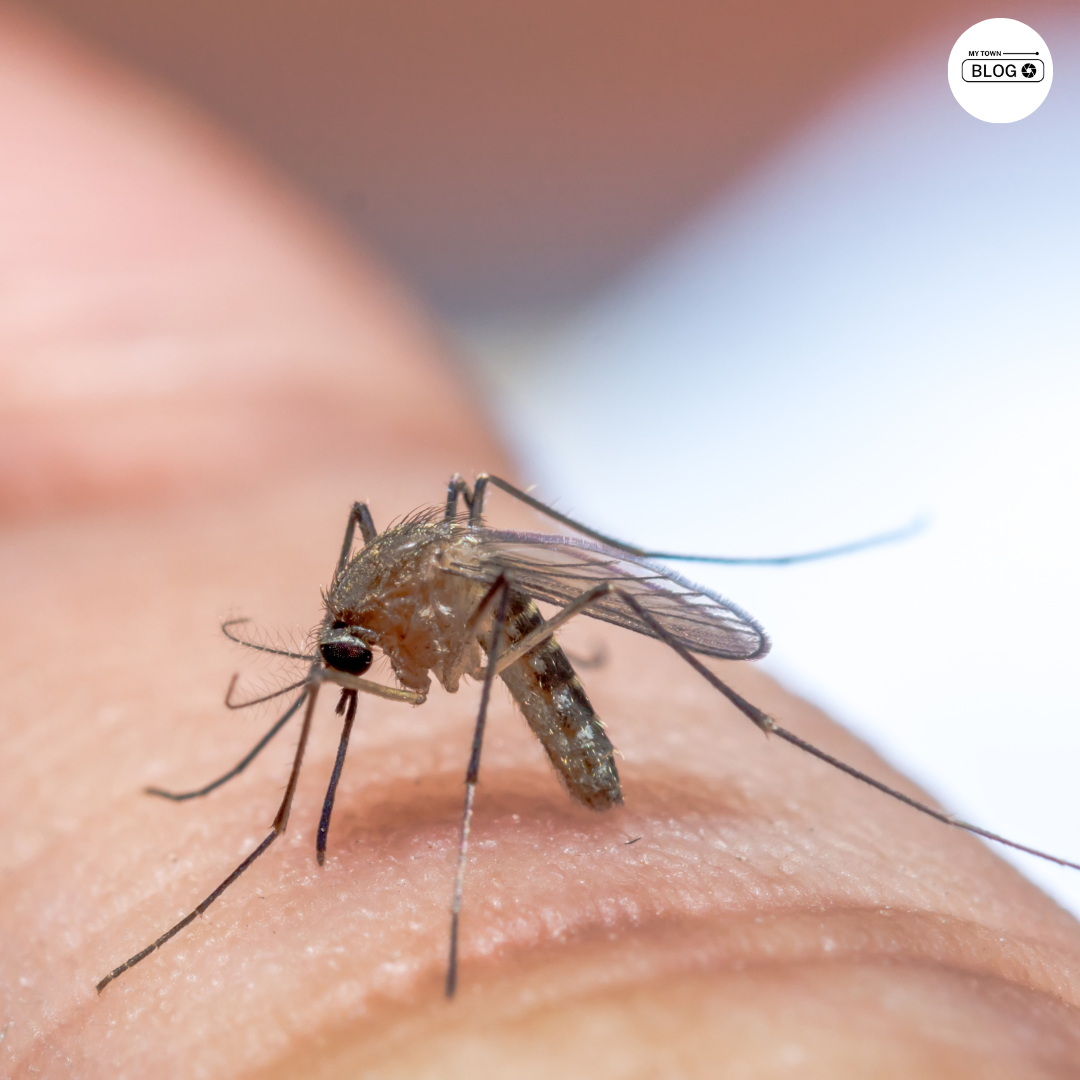 Mosquito-Borne Diseases You Need to Know About in India
