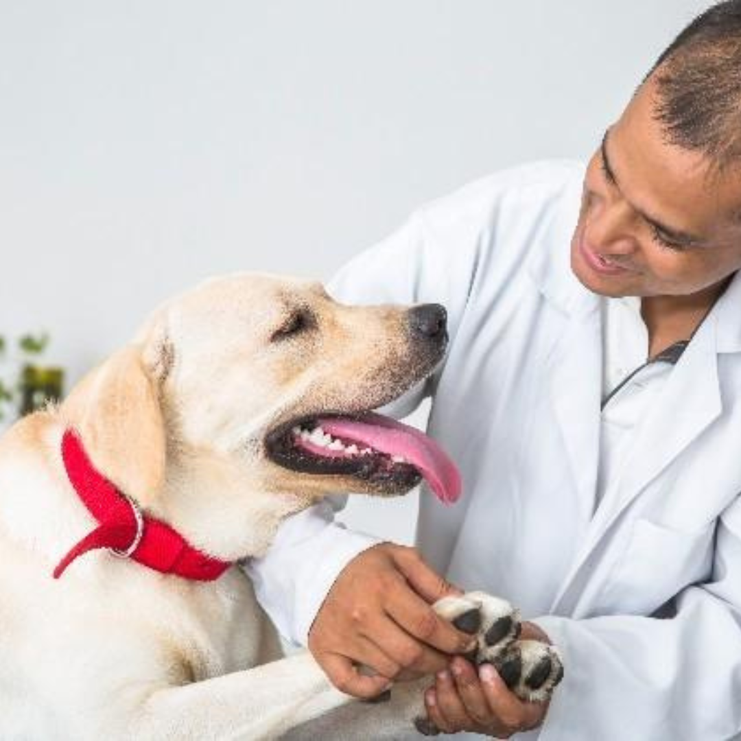 The 10 best veterinary hospitals in Chandigarh