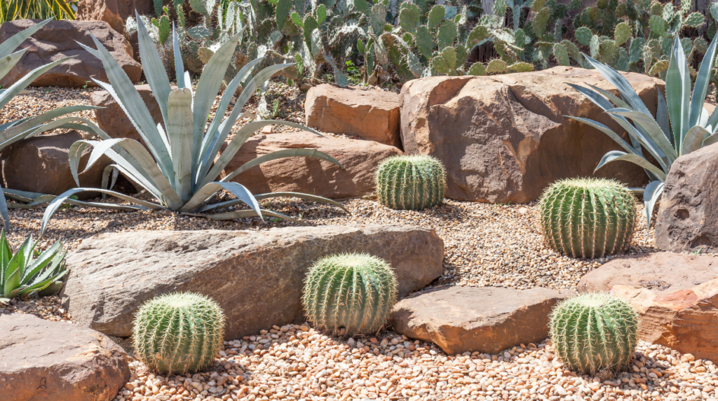 Visit the Cactus Garden