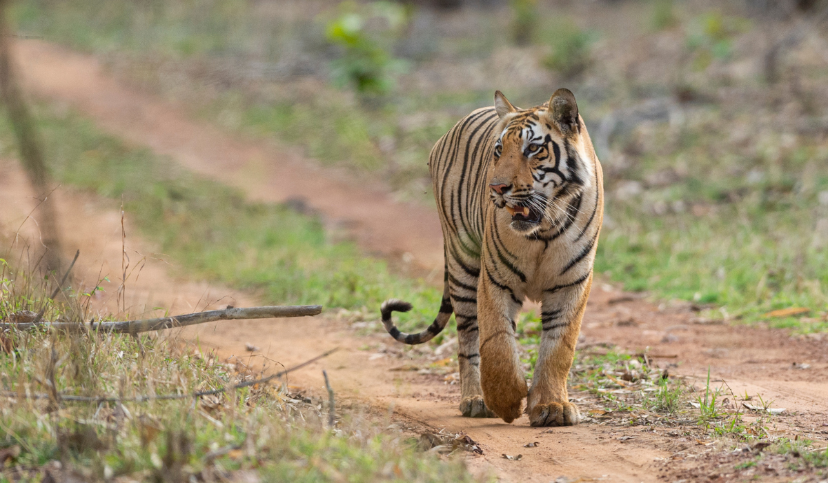 Tadoba’s Battle for Survival: Safeguarding a Park Under Siege