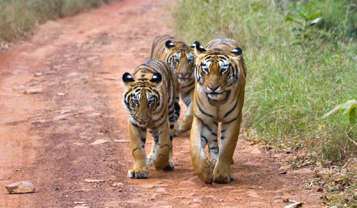 The Ultimate Travel Guide to Tadoba Tiger Reserve