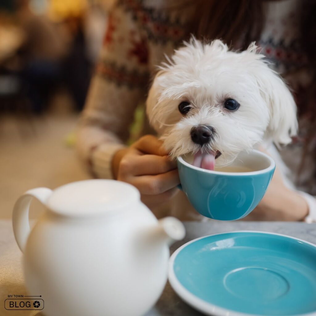Pet-Friendly Cafes in Delhi