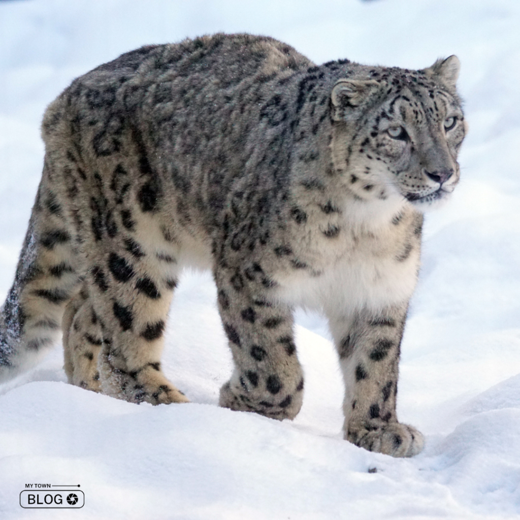 Places to Spot Snow Leopard