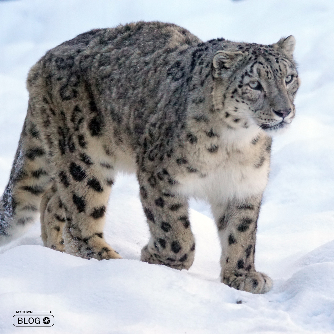 Top 10 Destinations in India to Spot Snow Leopards
