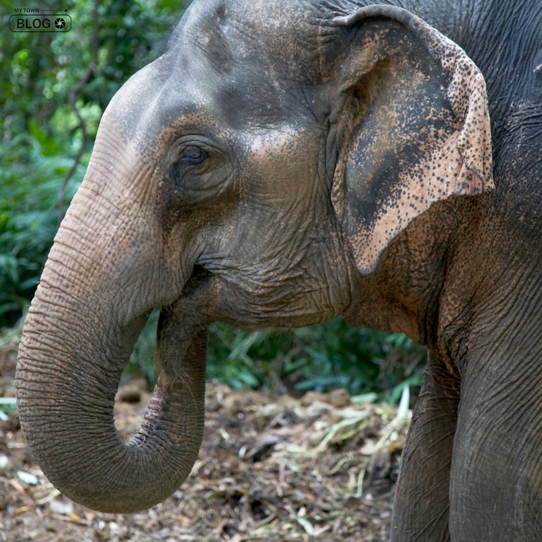 Embark on a Grand Adventure: Exploring India’s Best Elephant Camps