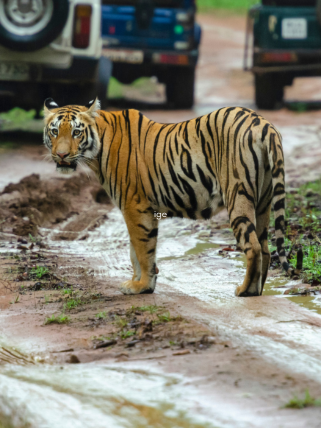 tiger reserve india