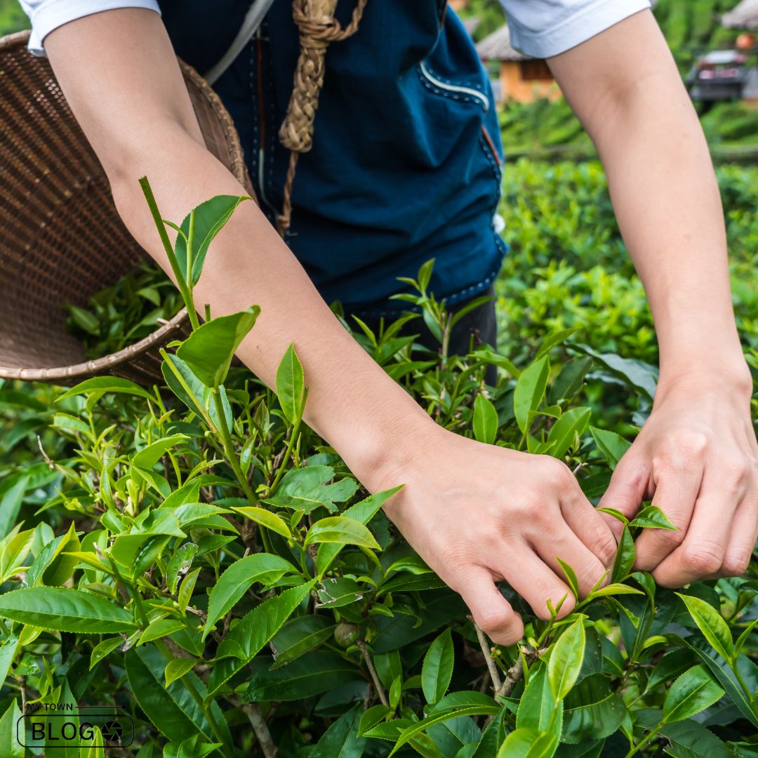 Indulge in the Beauty of India’s Top 6 Tea Plantations