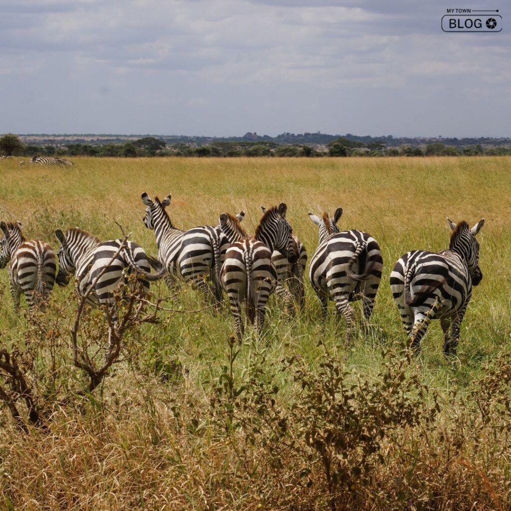 Top Wildlife Sanctuaries in India