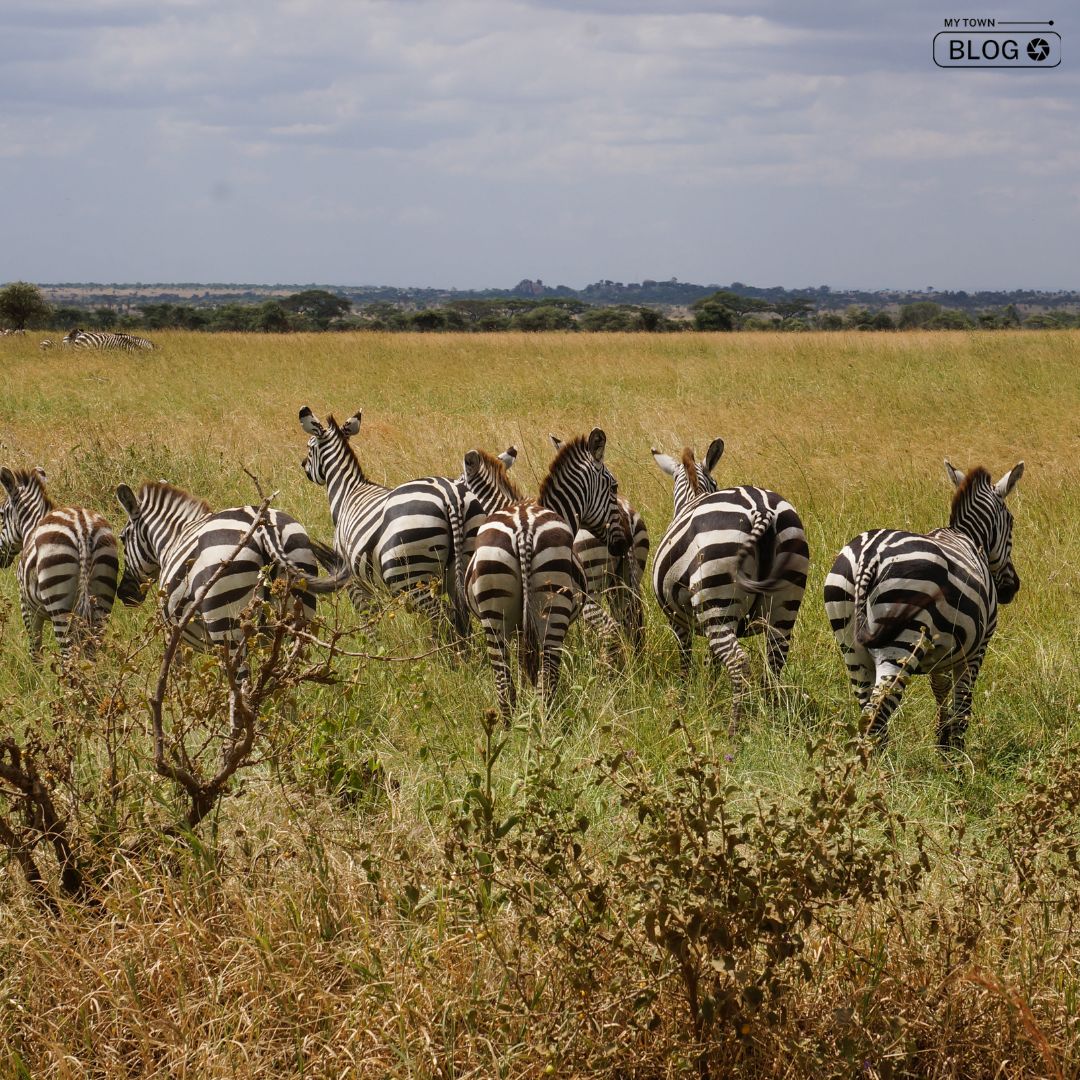 Discover the Unmissable: India’s Top 10 Wildlife Sanctuaries for 2023