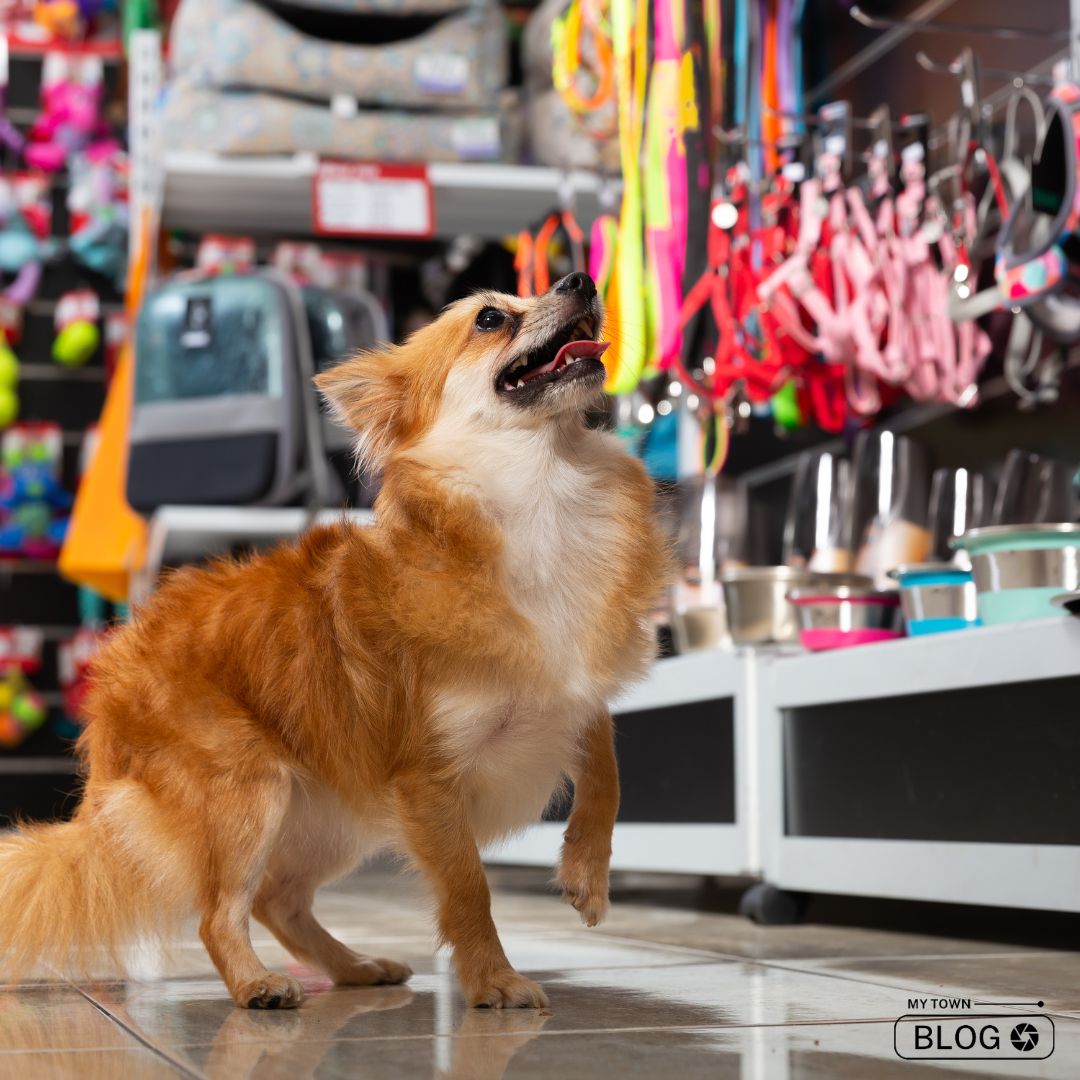 Mumbai’s Finest Pet Stores for Quality Care and Products