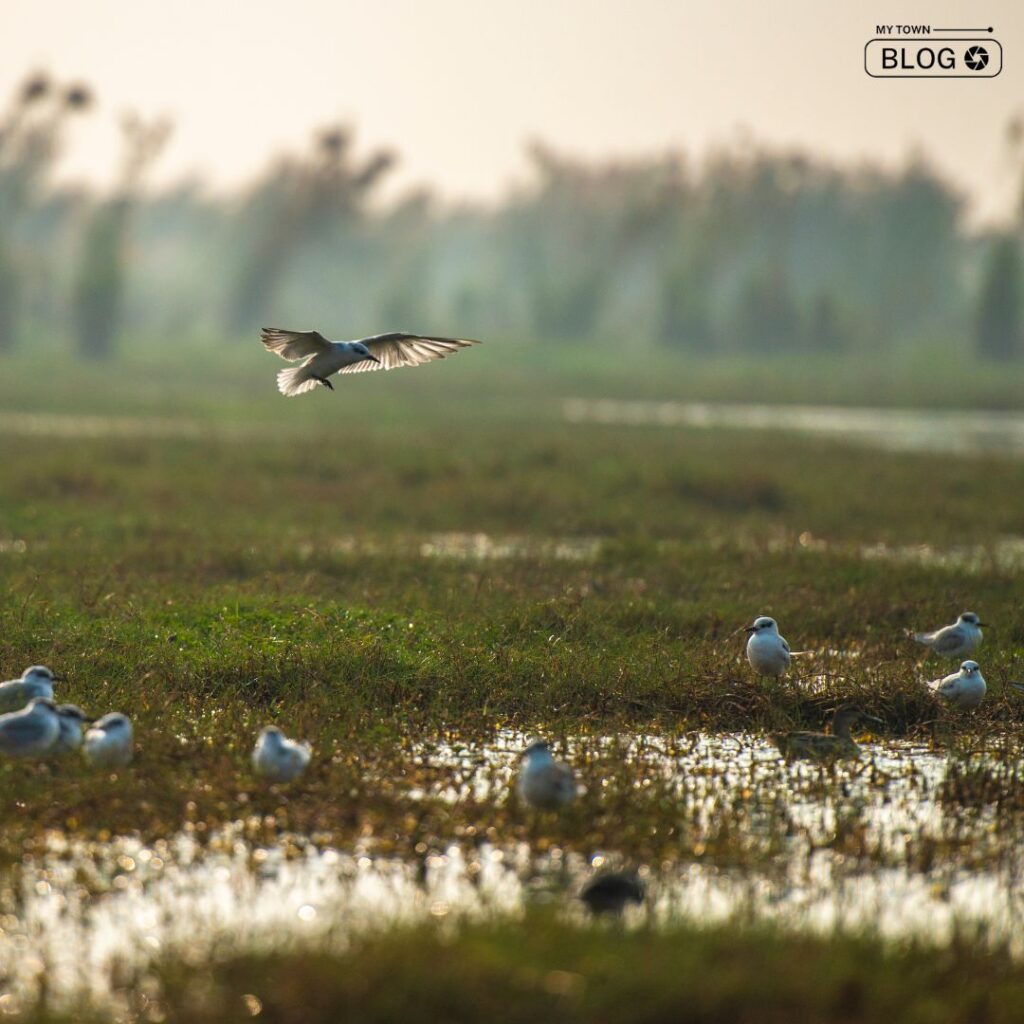 Top Bird Sanctuaries in India