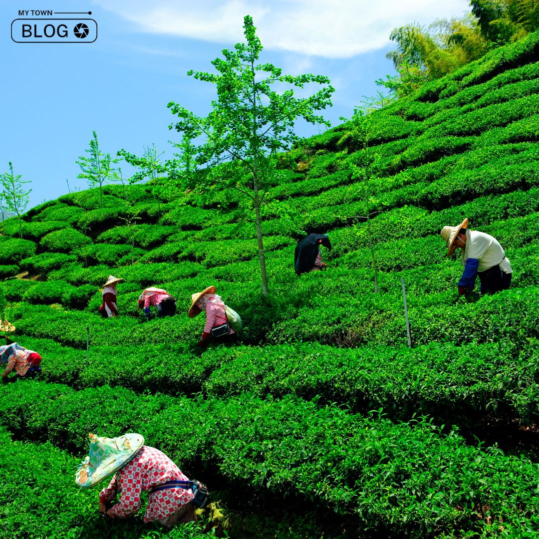 Sipping Serenity: Discovering the Best Tea Gardens in Darjeeling