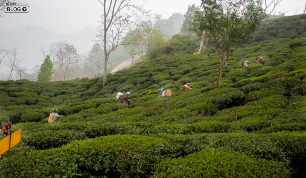 Best Tea Gardens in Darjeeling