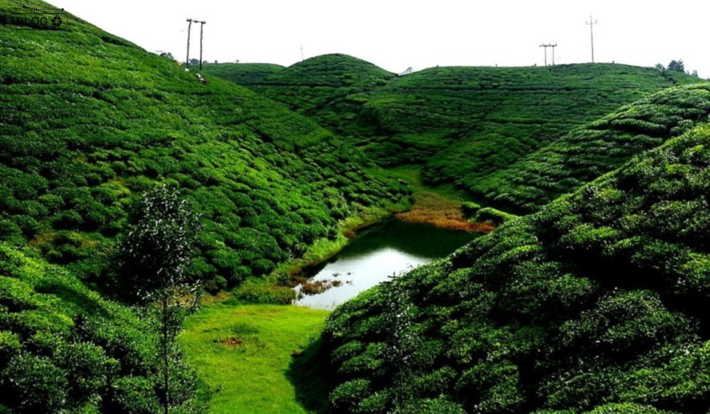 Best Tea Gardens in Darjeeling