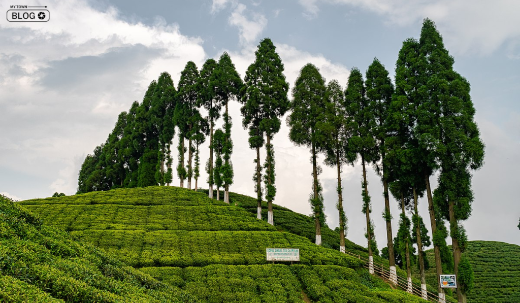 Best Tea Gardens in Darjeeling