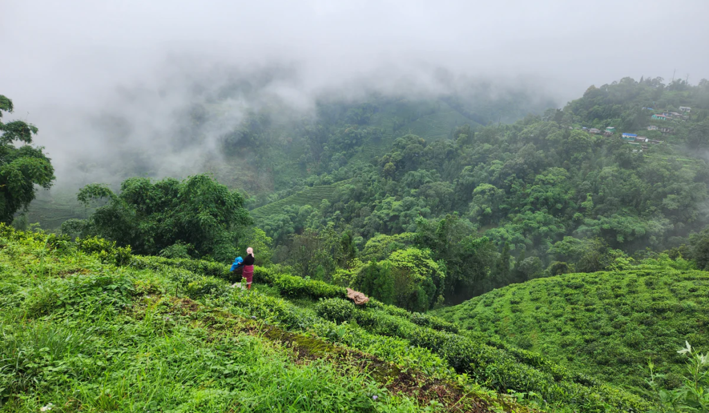 Best Tea Gardens in Darjeeling