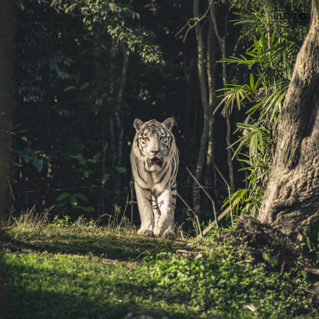 Tiger Safari Ludhiana