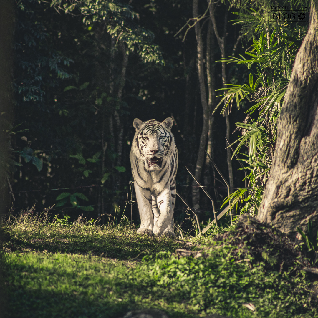 Discover Tiger Safari Ludhiana: Hours, Fees, and Location