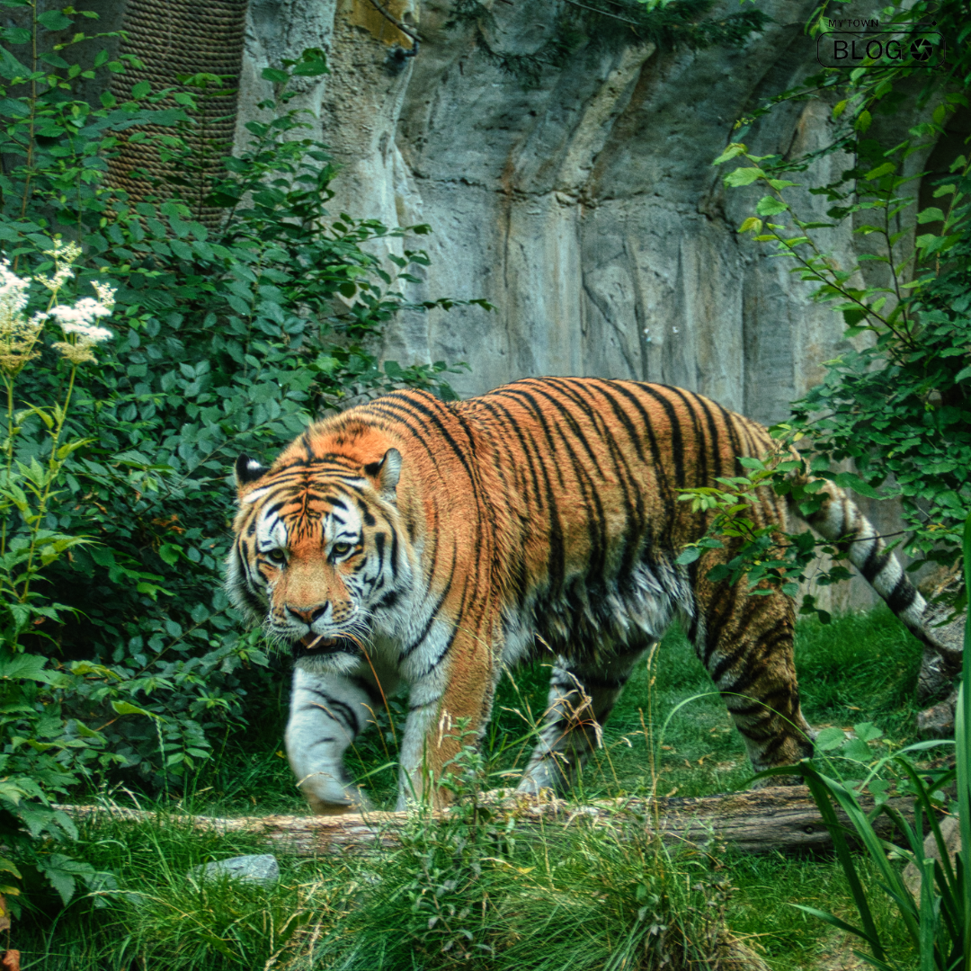 9 Best Wildlife Sanctuaries to Explore in India During The Winter