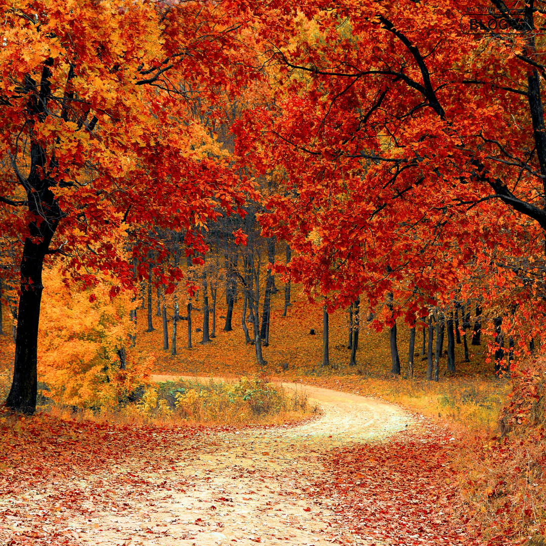 Best 10 Places to Visit in India During Fall