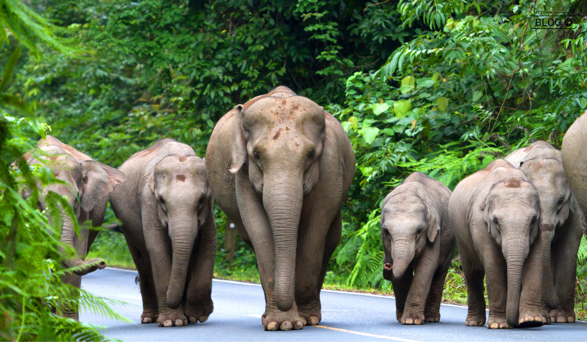 10 Best Wildlife Sanctuaries and National Parks in Kerala