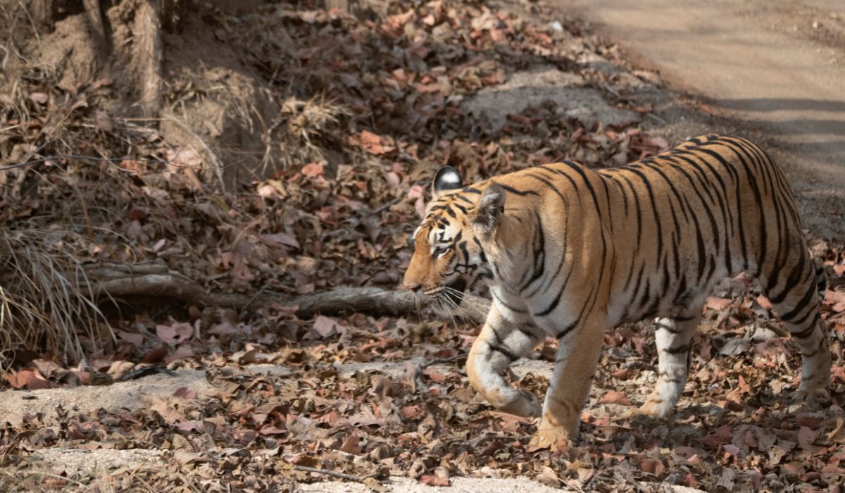 Pench Tiger Reserve in Maharashtra Earns Dark Sky Park Designation: Understanding Its Significance and Importance