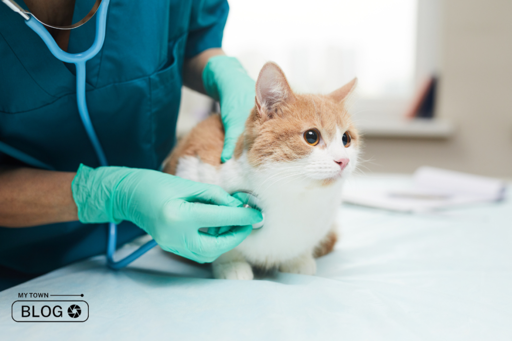 Best Pet Care Centers in Chandigarh And Mohali