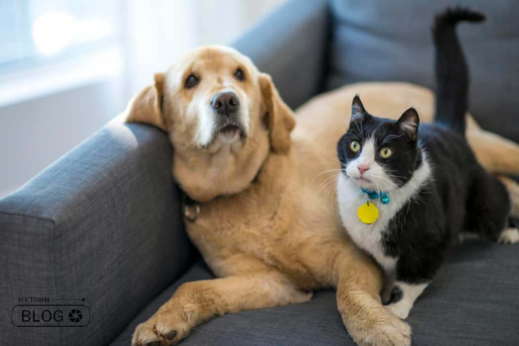 Everything You Need to Know About Pet Care
