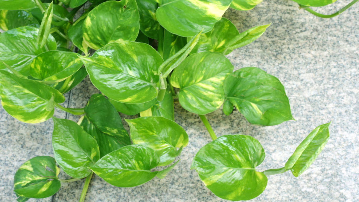 Money Plant: Scientific Name, Care, Varieties, & Benefits