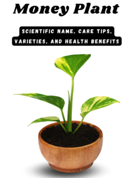 Money Plant: Scientific Name, Care, Varieties, & Benefits