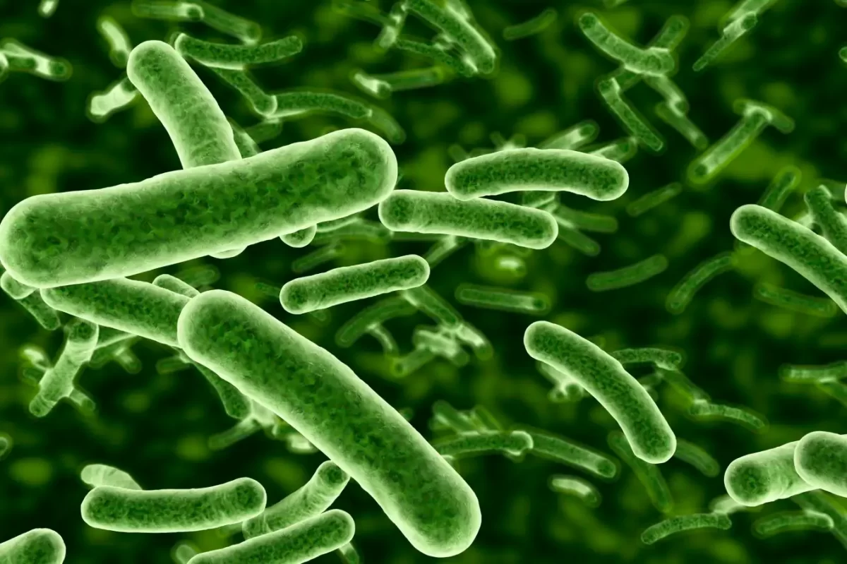 Flesh-Eating Bacteria That Can Kill in Two Days Spreads in Japan