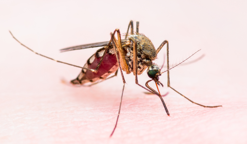 Malaria-Free State