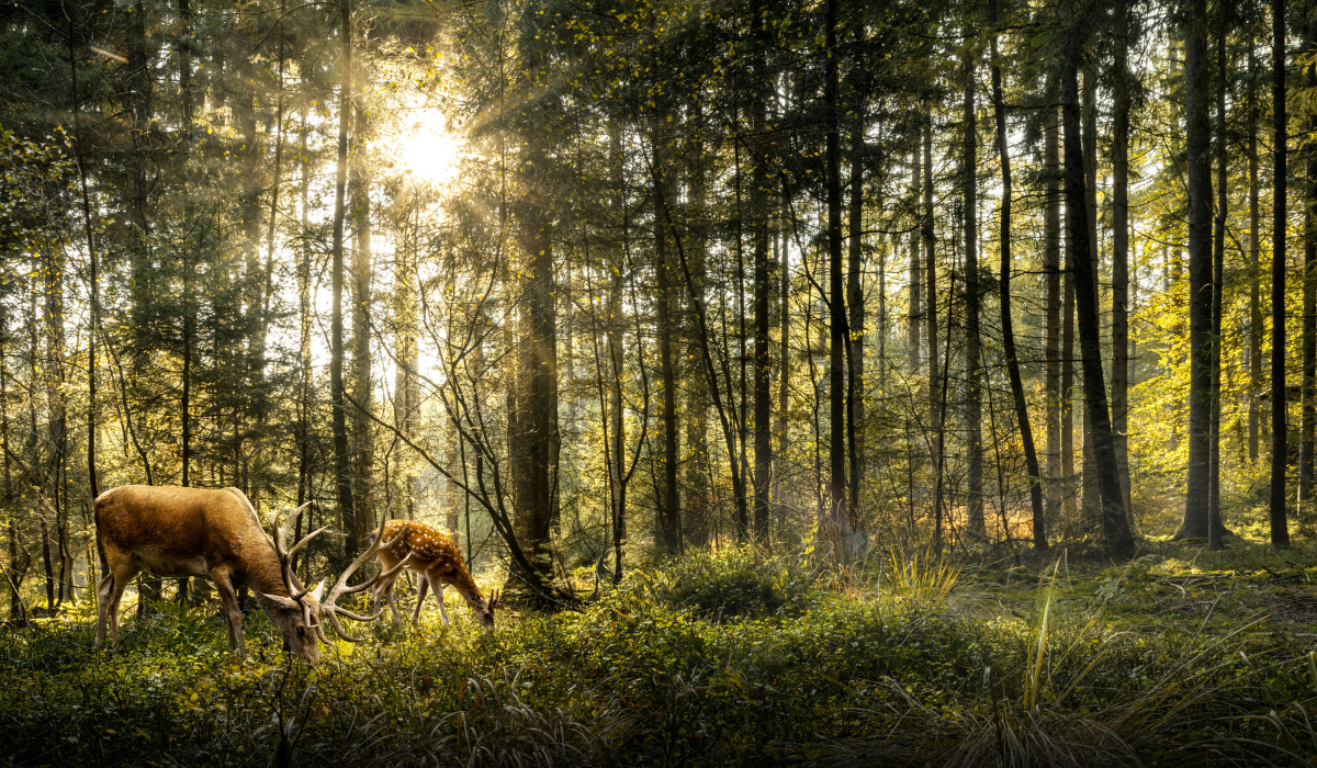 Wildlife Sanctuaries in Himachal Pradesh: Perfect for Nature Lovers