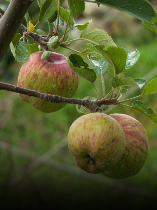 Himachal Pradesh Apple