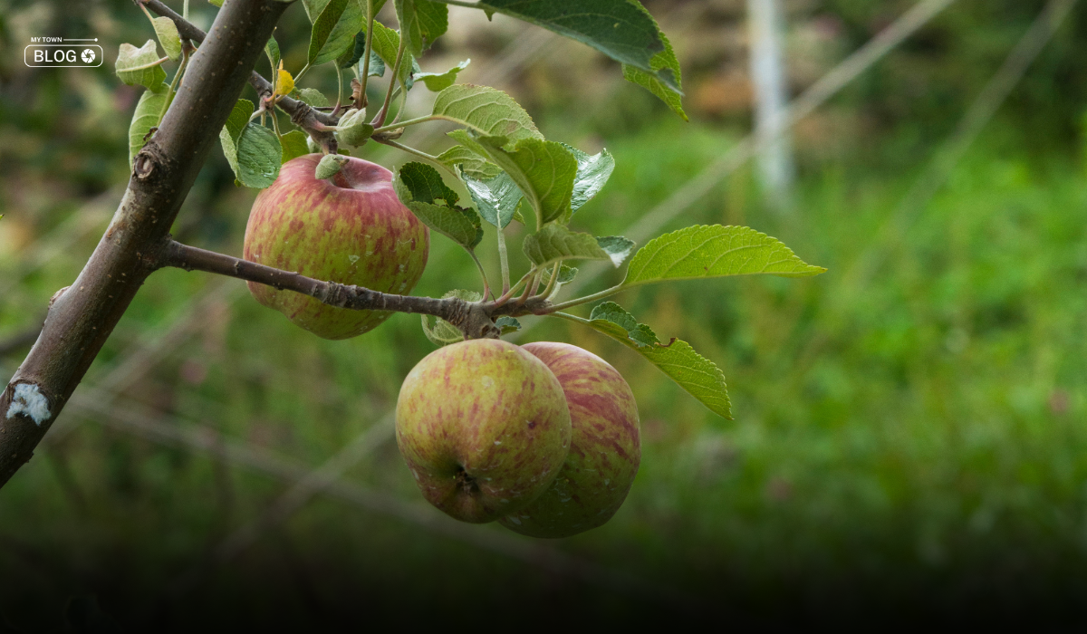 Himachal Pradesh Apple: The Secret Behind the Delicious Apples of Himachal Pradesh