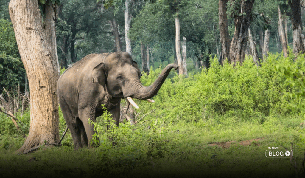 Describe the Wildlife of Coorg