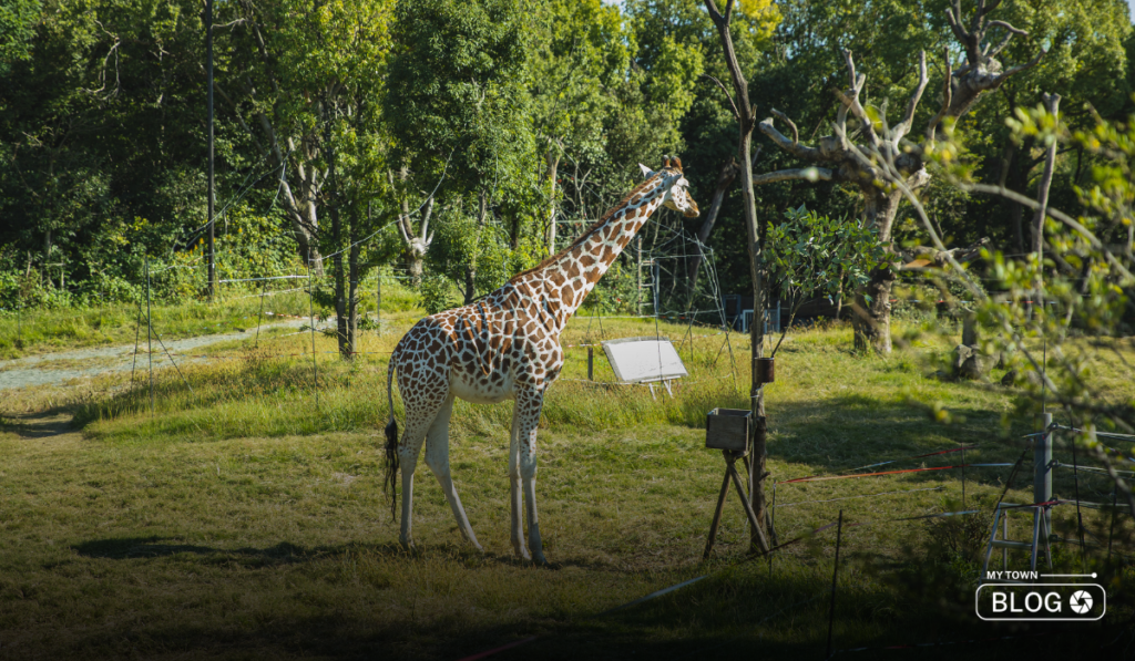 Difference Between National Park and Wildlife Sanctuary