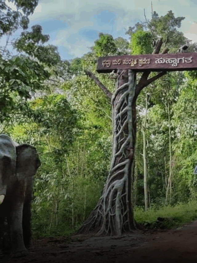 Bhadra Wildlife Sanctuary