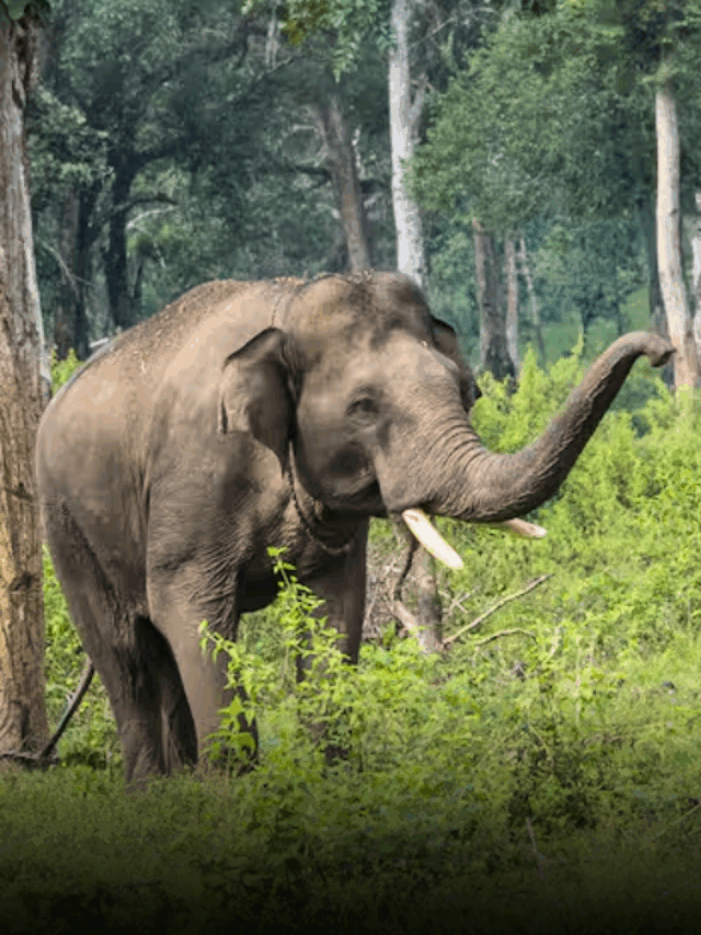 Describe the Wildlife of Coorg