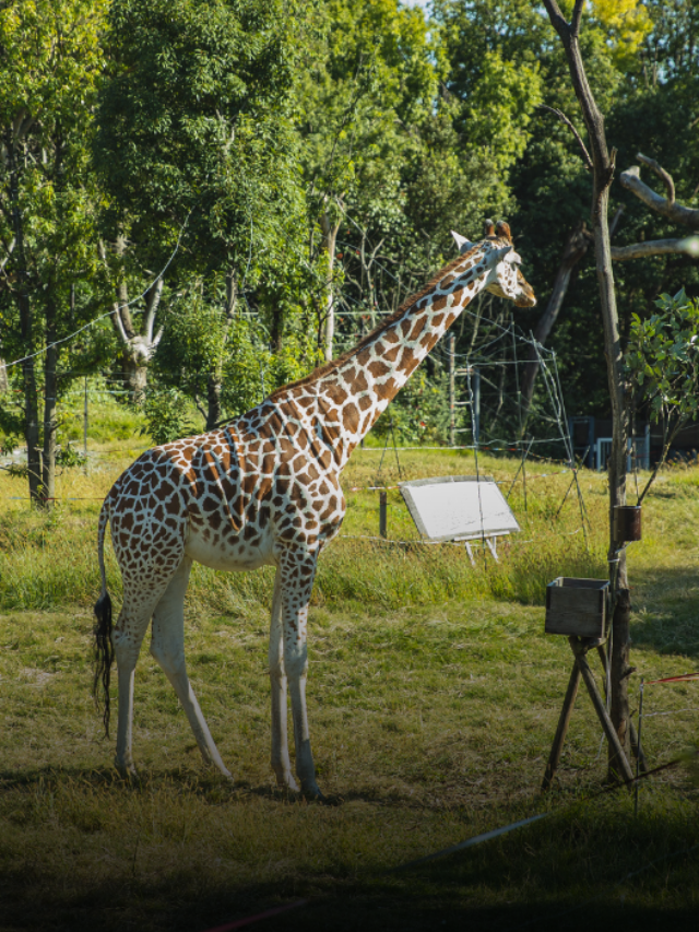 Difference Between National Park and Wildlife Sanctuary