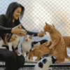 Best Places for Cat Boarding in Singapore 2025