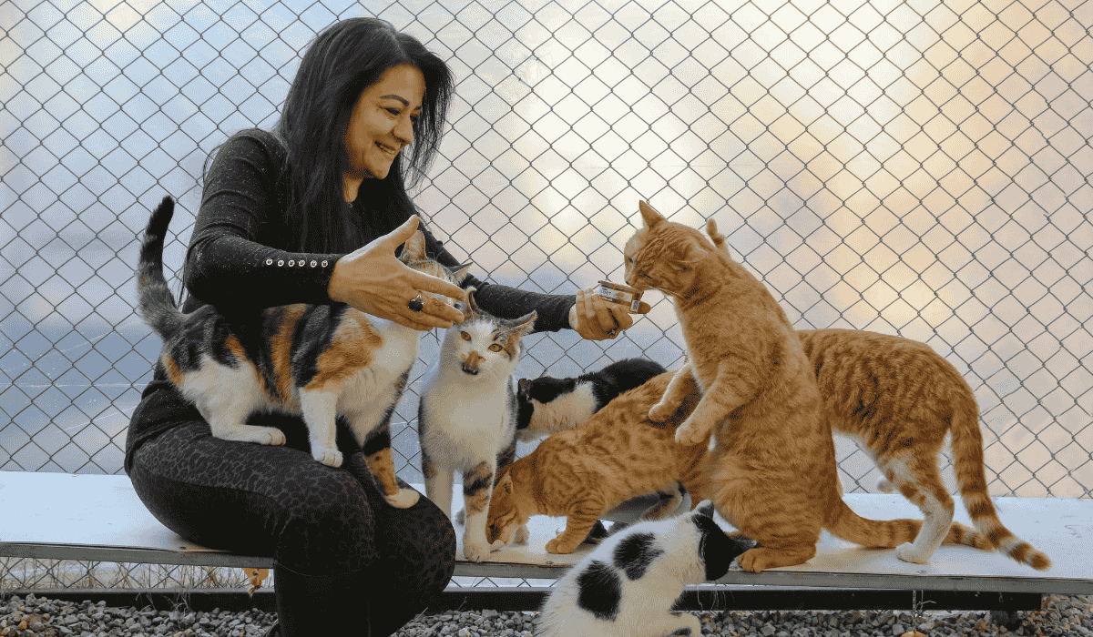 Best Places for Cat Boarding in Singapore 2025