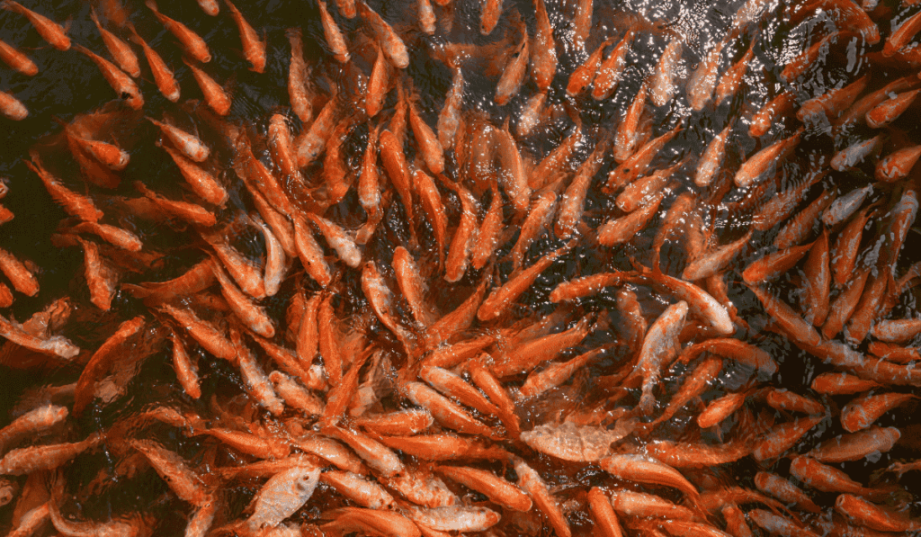 The Best Fish Farm Singapore in 2025