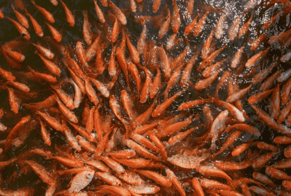The Best Fish Farm Singapore in 2025