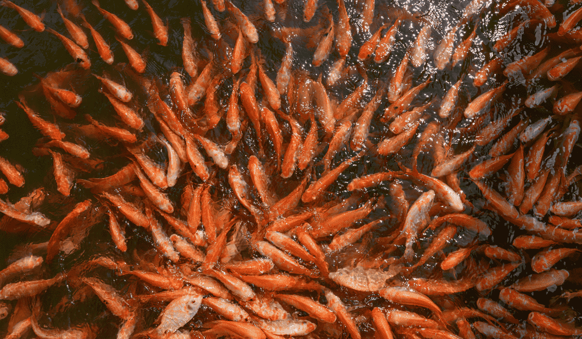 The Best Fish Farms in Singapore 2025