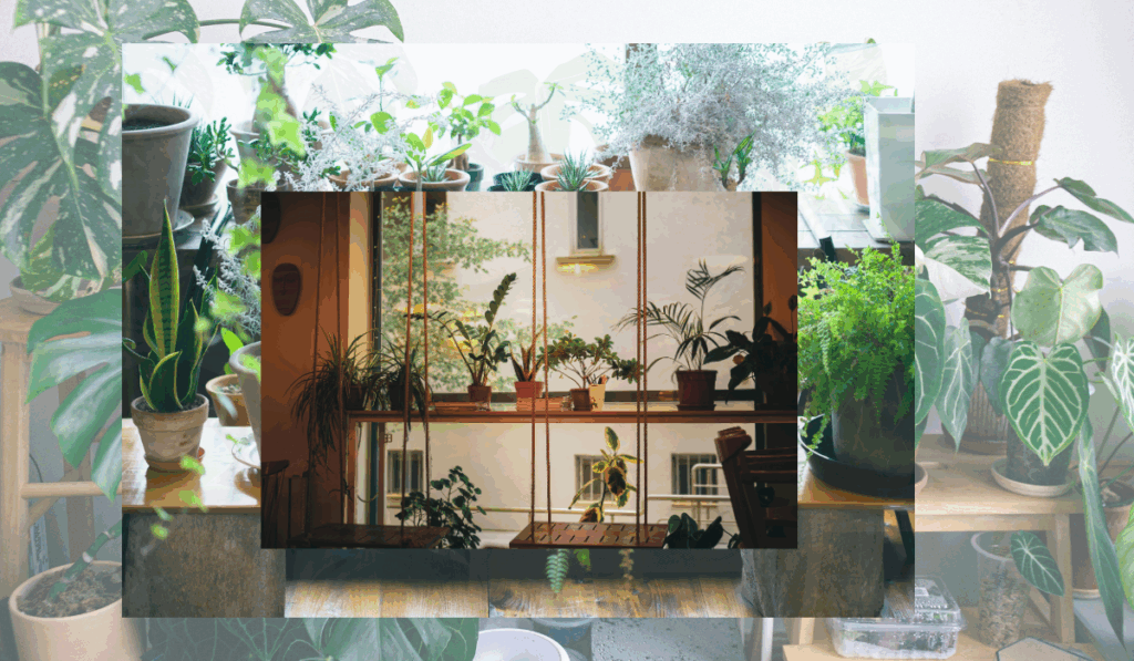 Common Indoor Plants
