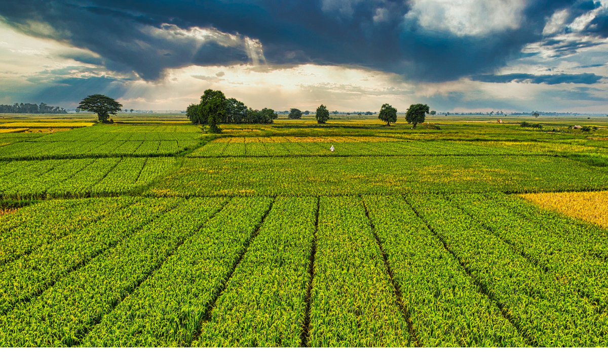 Advantages of Organic Farming: A Sustainable Choice for Health and Agriculture