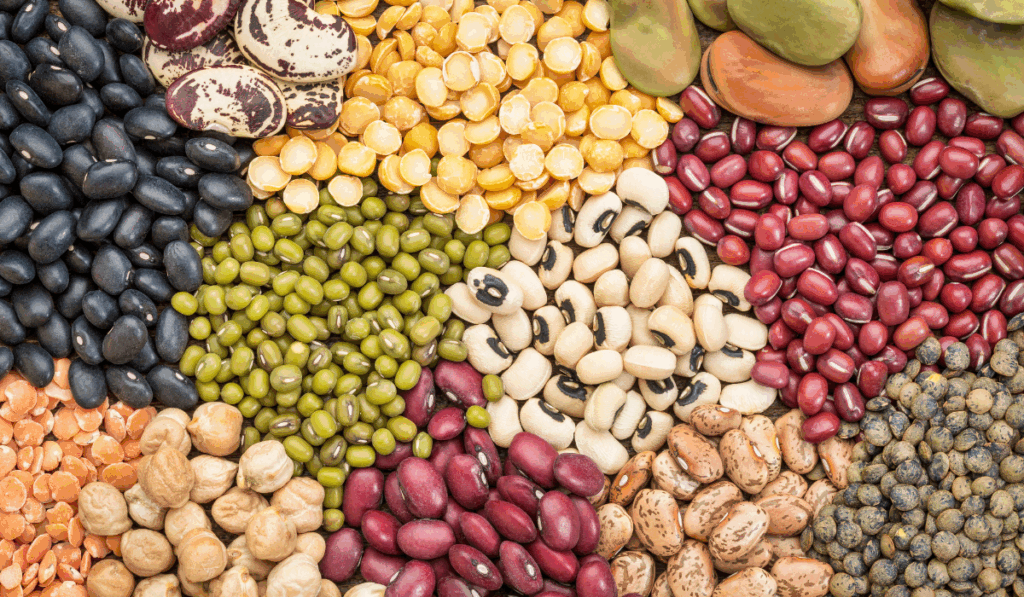 high protein beans