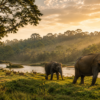 Elephants and deer grazing by a river in an Indian wildlife sanctuary at golden hour